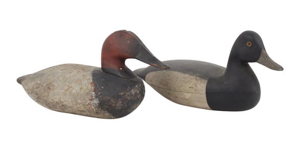 Blue Billed Duck Decoy