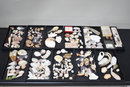 Large Group of Assorted Sea Shells