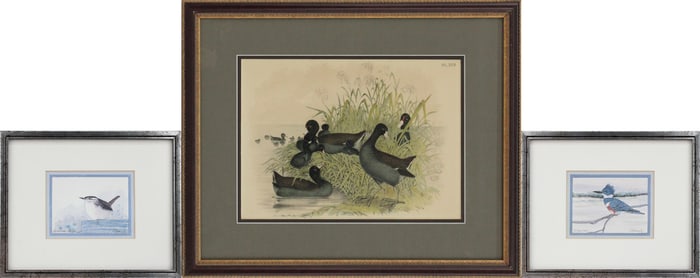 Jacob Studer, Cinereous Coot, Print