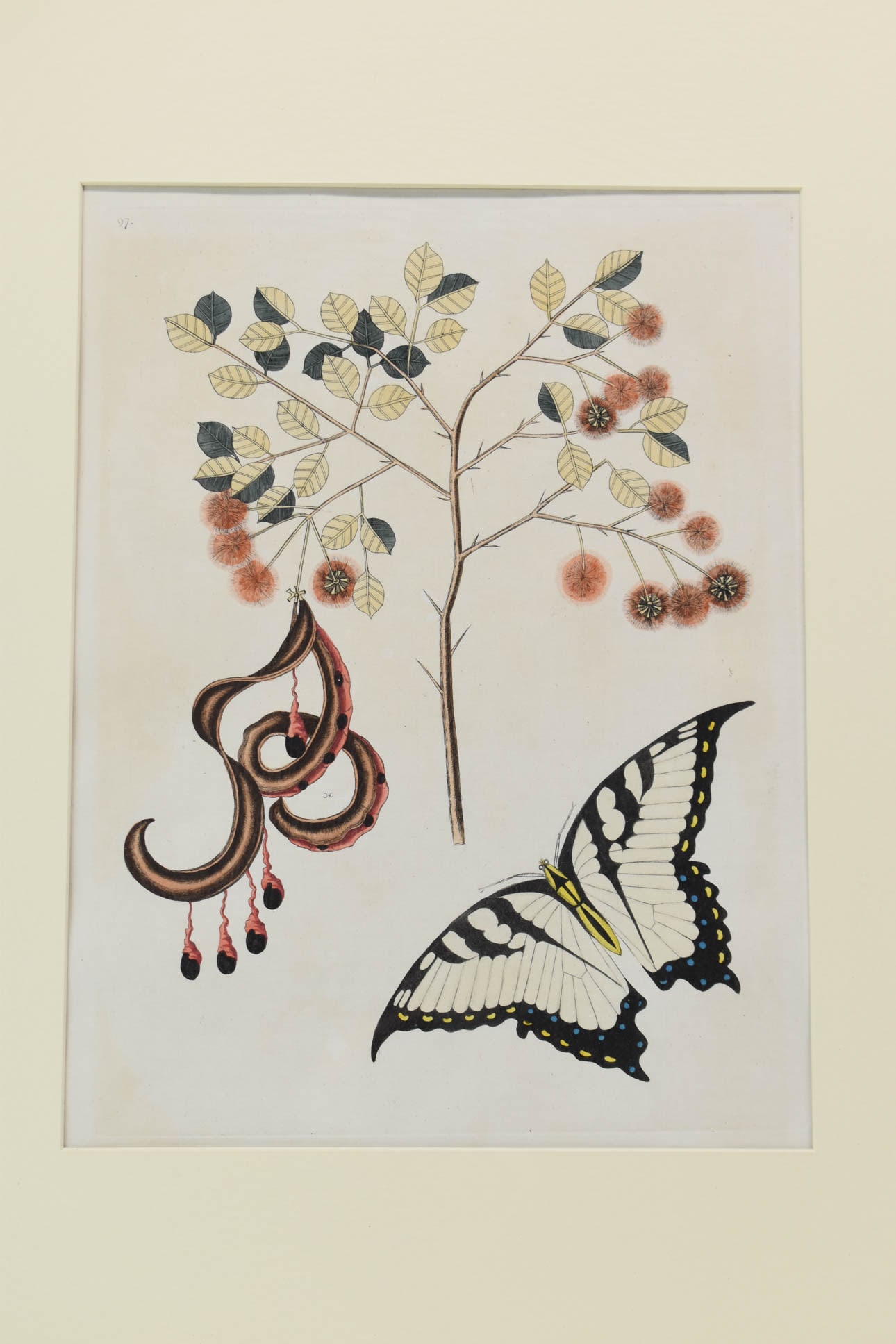 Mark Catesby Etching, Plate 97, Acacia Tree & Swallow Tail: Mark Catesby Etching, Plate 97, Acacia Tree & Swallow TailMark Catesby Etching, Plate 97, Acacia Tree & Swallow Tail, framed in gilt and painted wood frame with cream mat; used condition, wear/worn, s