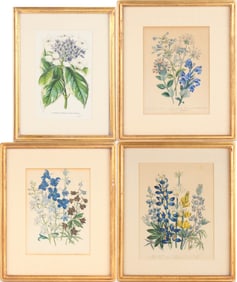 Four Botanical, Hand Colored Prints