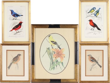 Five Ornithological, Hand Colored Prints