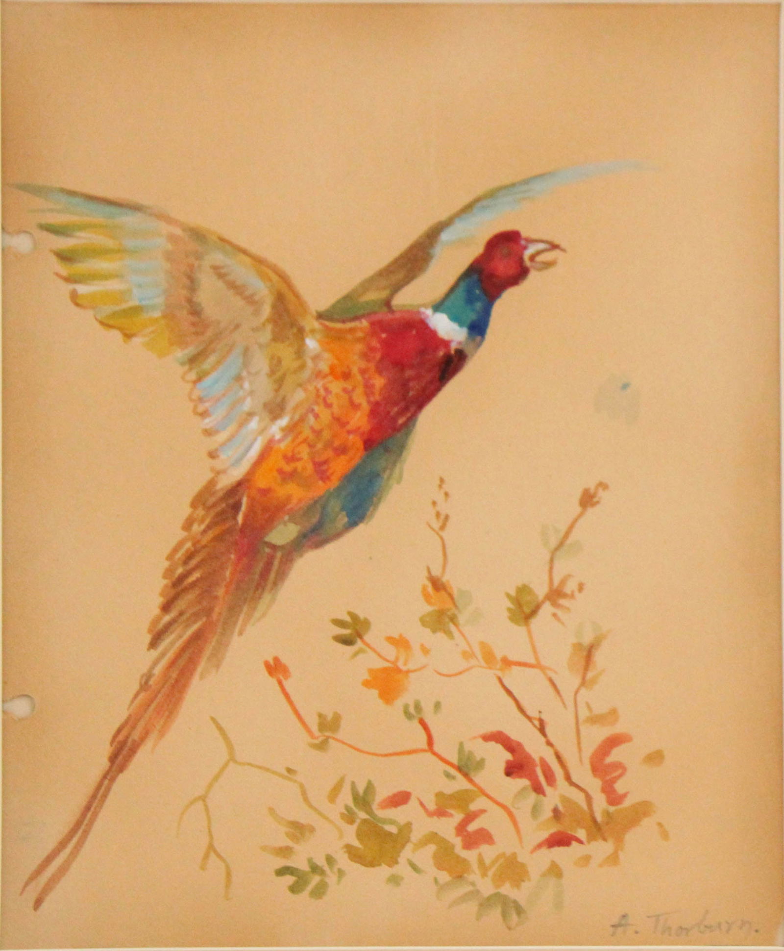 Archibald Thorburn, 1860-1935, Pheasant Talking Flight, Mixed Media on Paper (1 of 5)