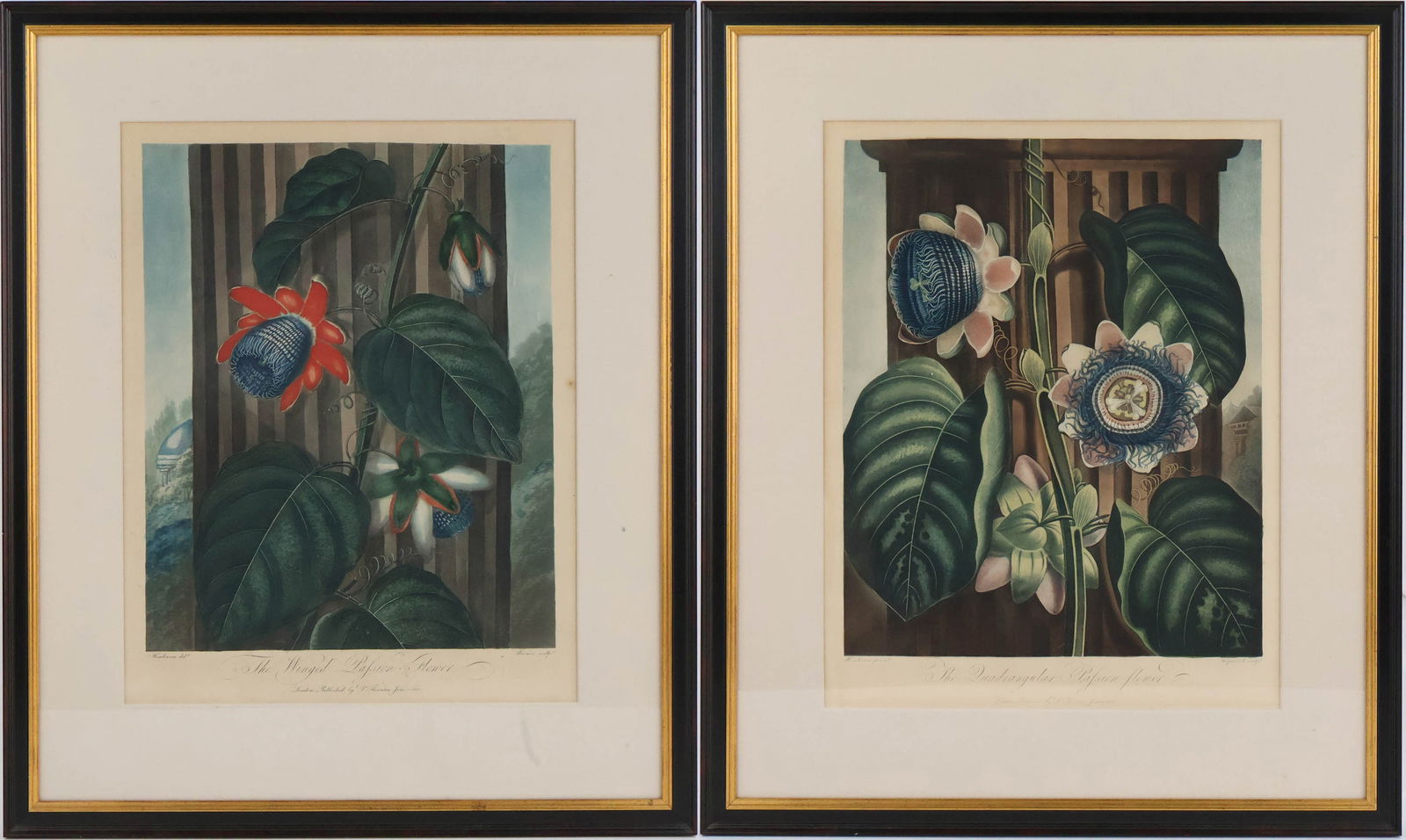 Robert John Thornton, British 1768-1837, The Temple of Flora, Hand-Colored Aquatint Engravings: Robert John ThorntonBritish, 1768-1837The Temple of FloraHand-Colored Aquatint EngravingsComprising, "The Winged Passion Flower" and "The Quadrangular Passion Flower".Sight: 20 1/2 x 15 1/2 in. (52.1