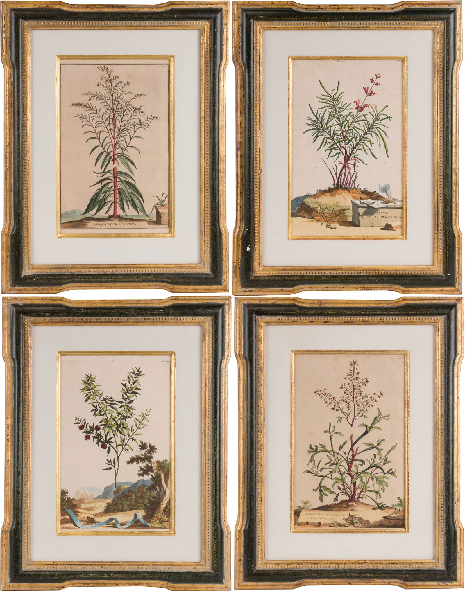 Abraham Munting, Dutch 1626-1683, Four Botanical, Hand Colored Engravings (1 of 19)