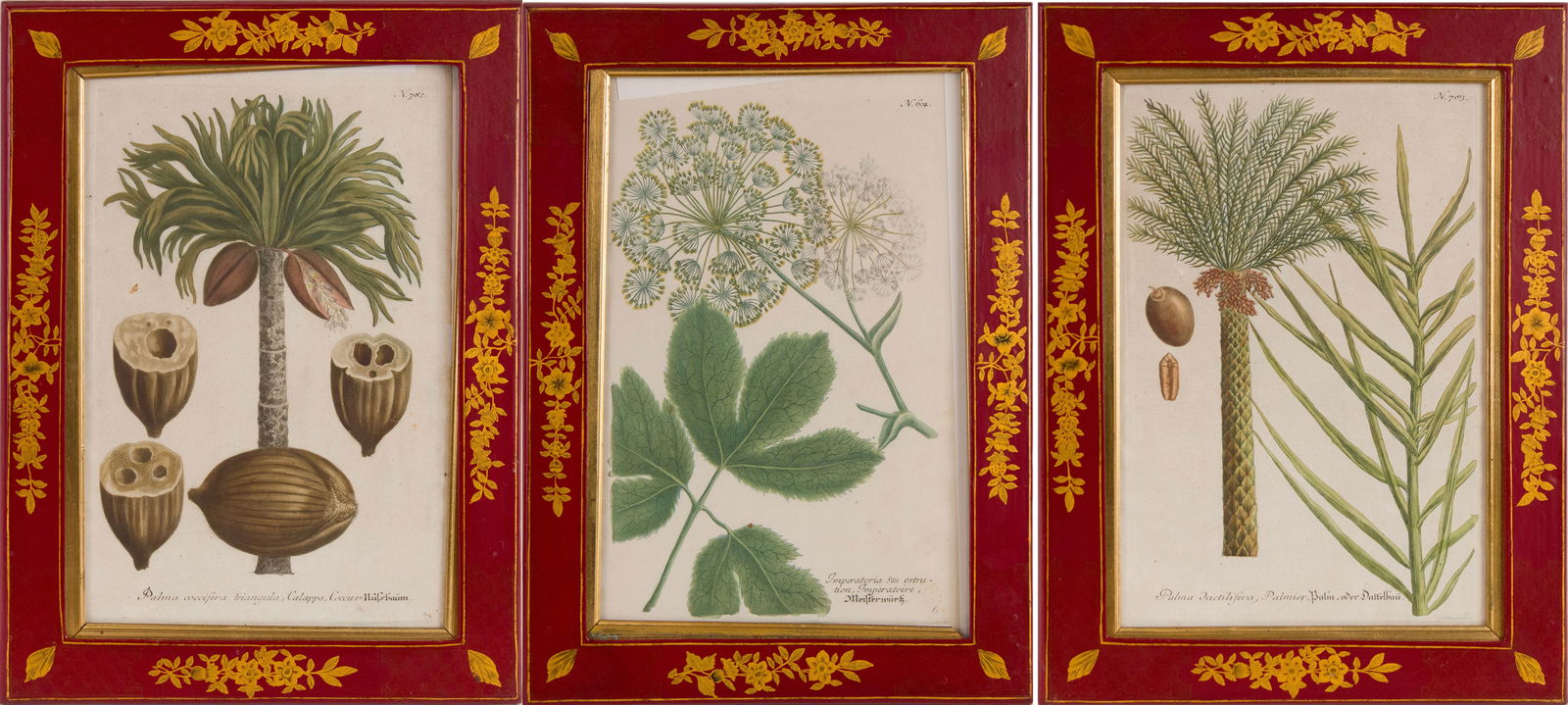 After Johann Wilhelm Weinmann, 1683-1741, Three Botanical, Coloring Engraving: After Johann Wilhelm Weinmann 1683-1741 Three Botanical Coloring Engraving Titled "Palma coccifera triangula, Calappa, Coccus", "Palma Tactilifera, Palmier, Palm oder Daffelbar" and "Imperatoria seu