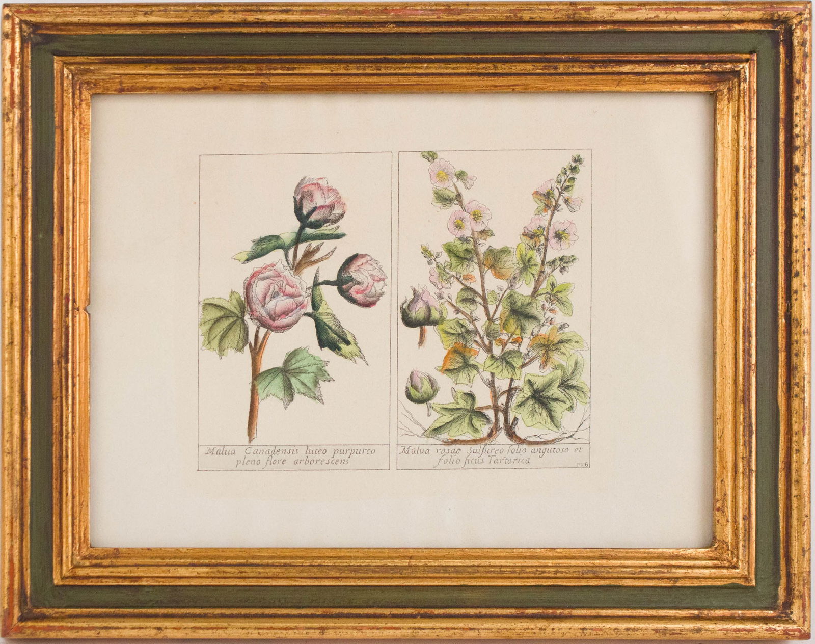 Five Botanical, Hand-Colored Engravings - 10