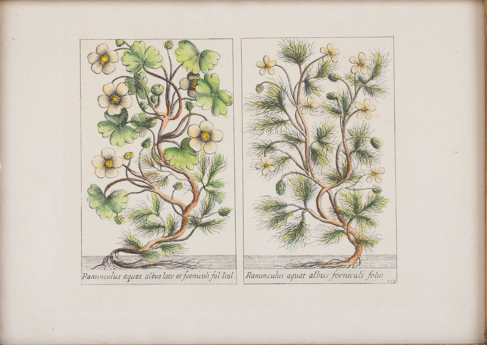 Five Botanical, Hand-Colored Engravings - 12