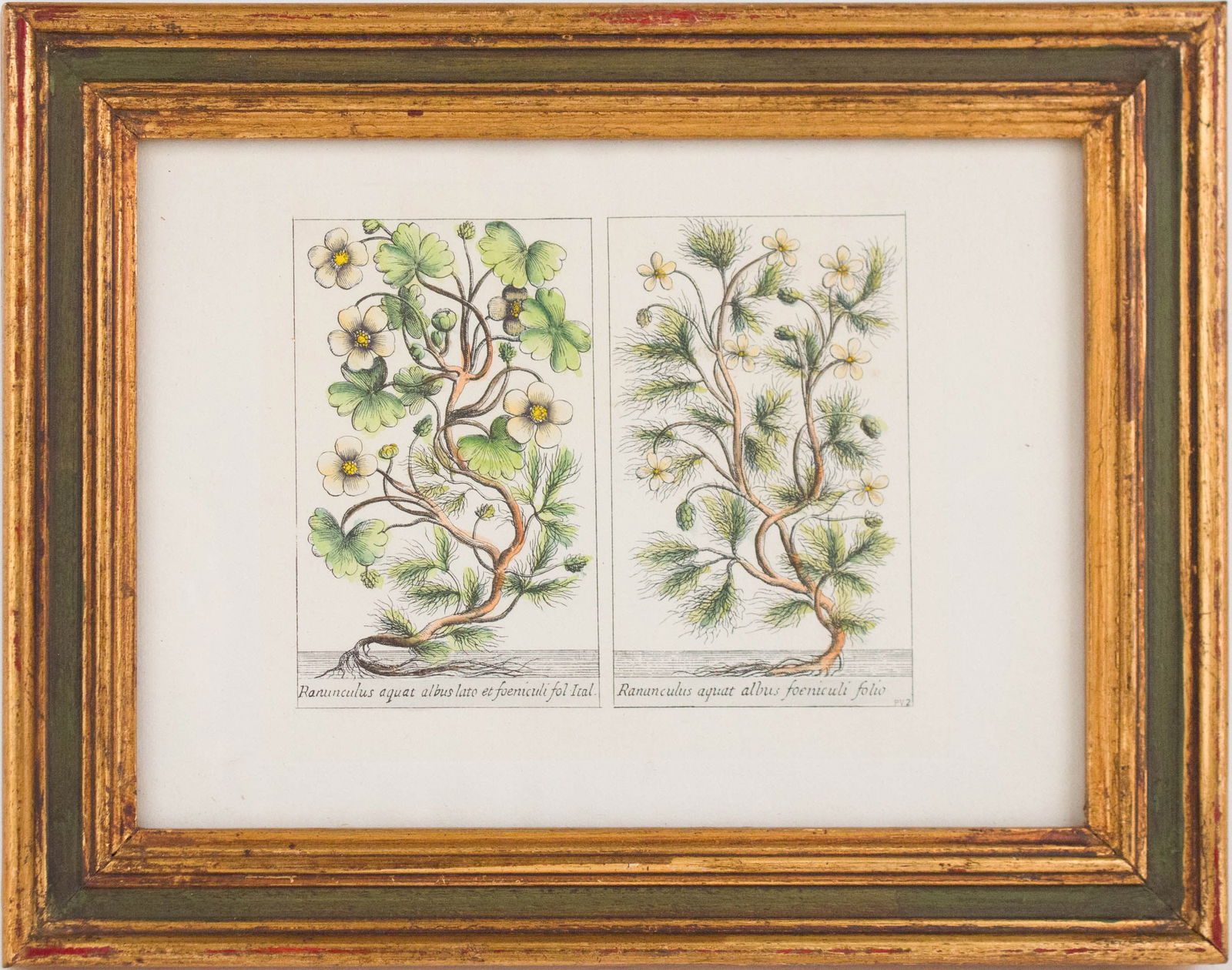 Five Botanical, Hand-Colored Engravings - 13