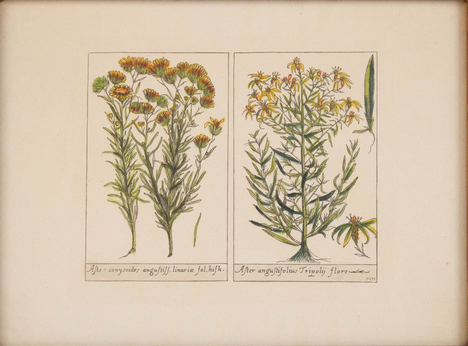 Five Botanical, Hand-Colored Engravings - 15