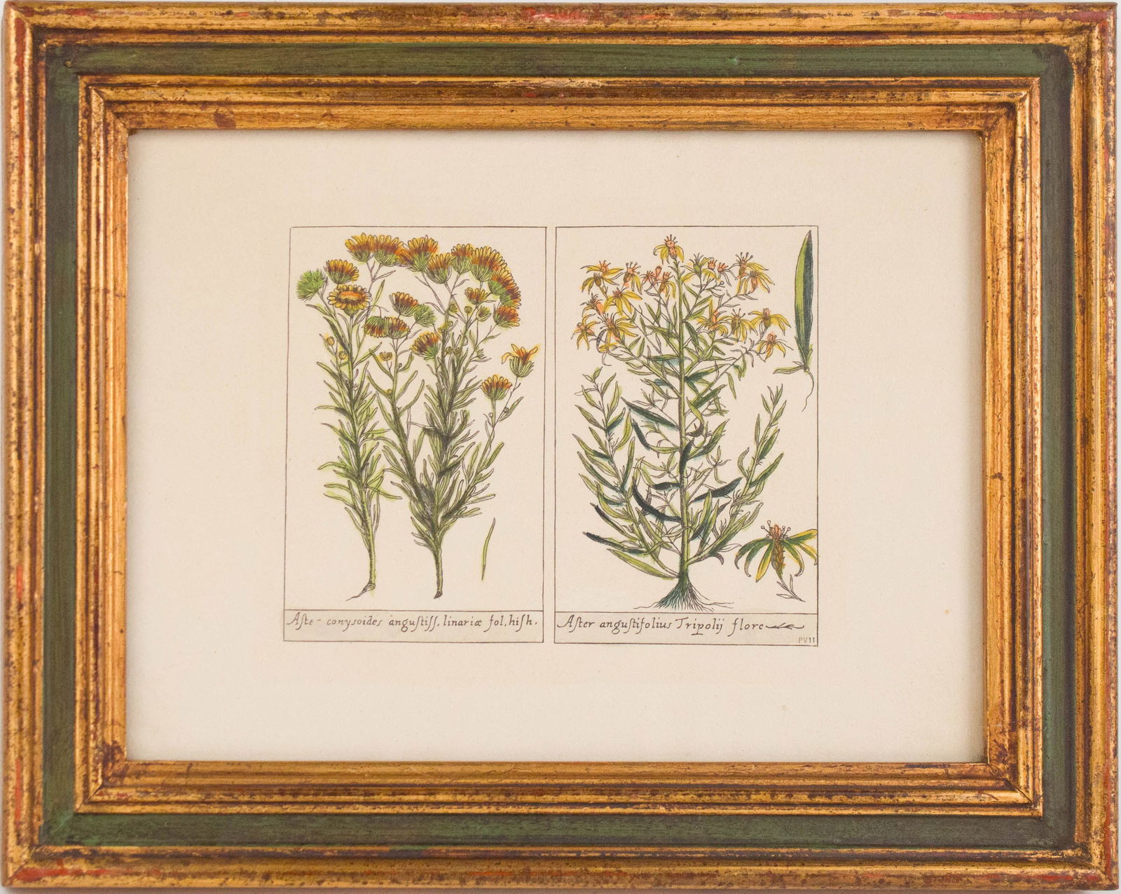 Five Botanical, Hand-Colored Engravings - 16