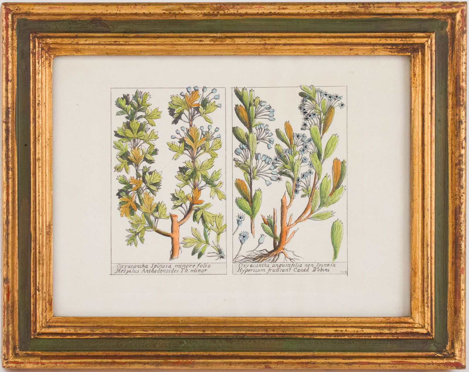 Five Botanical, Hand-Colored Engravings - 19