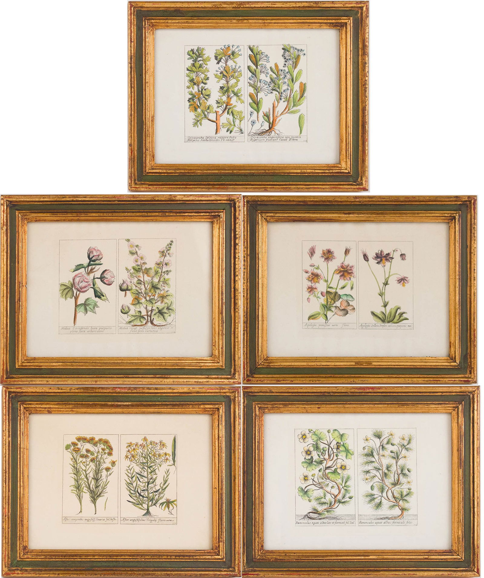 Five Botanical, Hand-Colored Engravings (1 of 20)