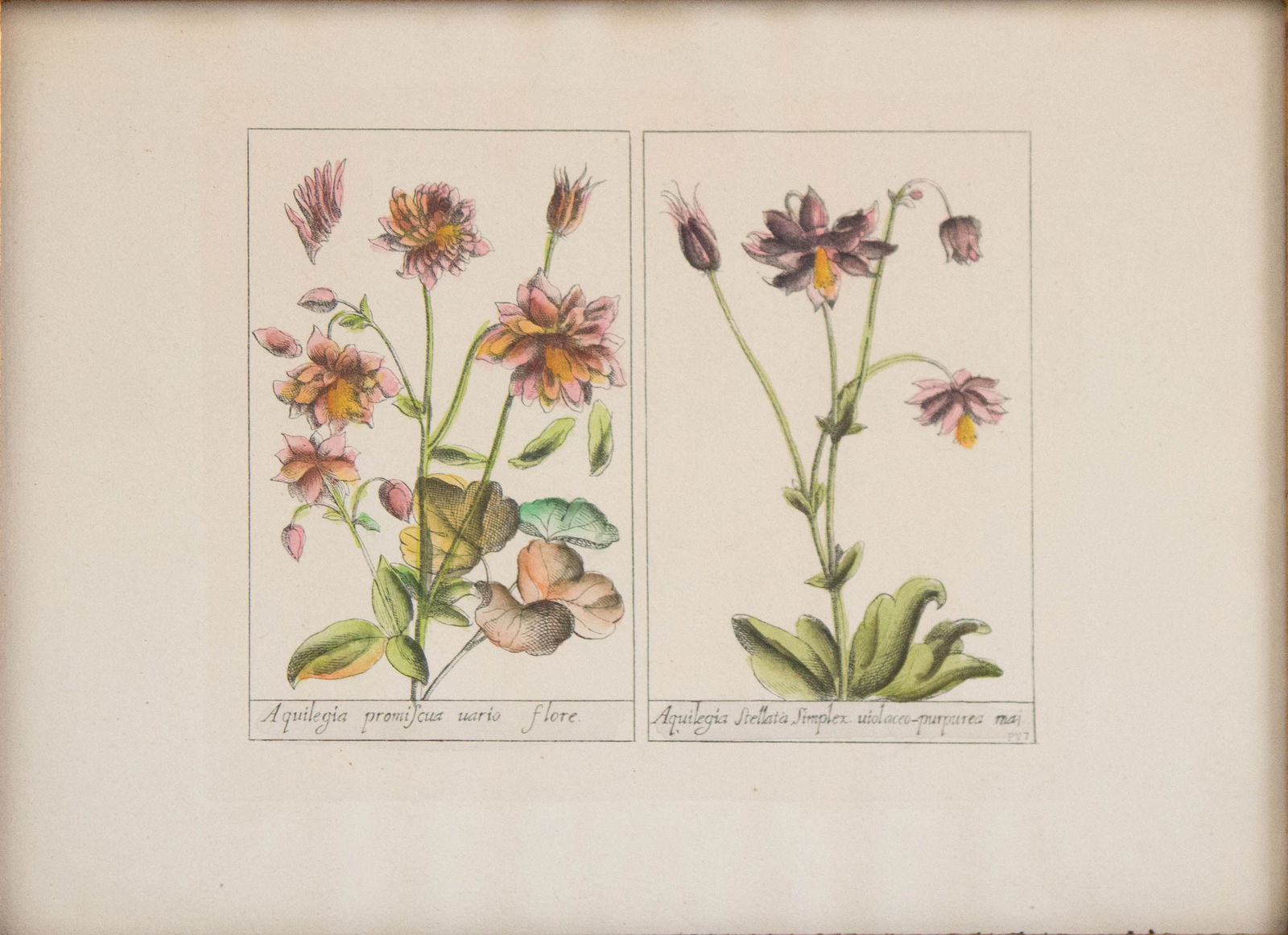 Five Botanical, Hand-Colored Engravings - 2