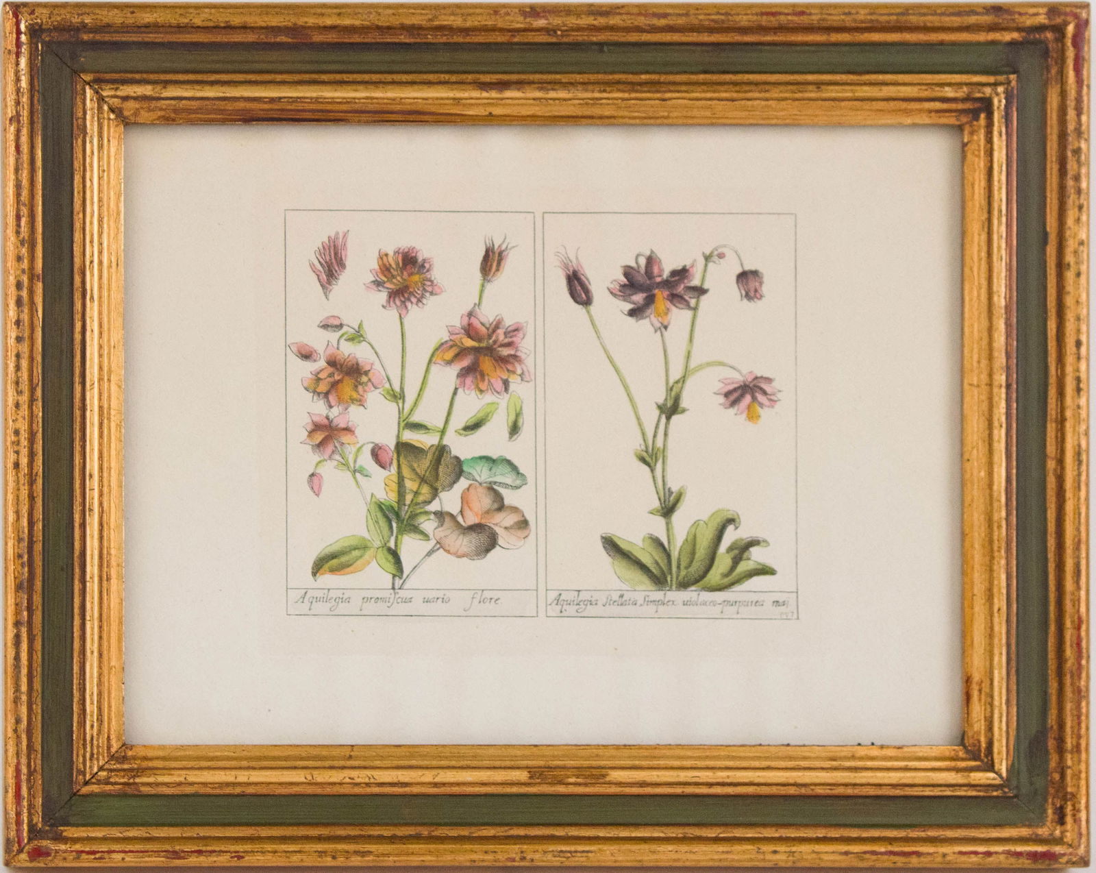 Five Botanical, Hand-Colored Engravings - 3
