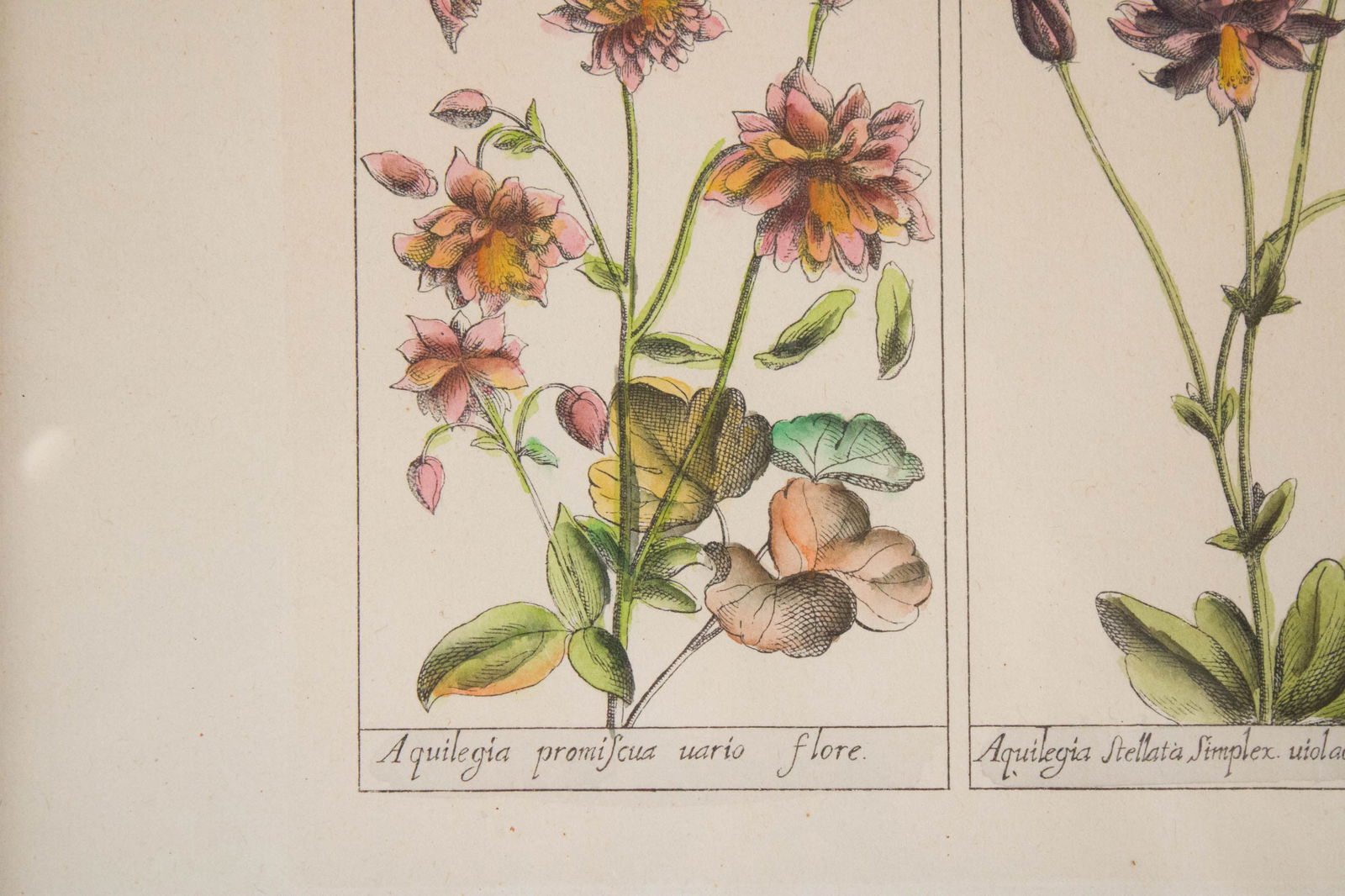 Five Botanical, Hand-Colored Engravings - 4