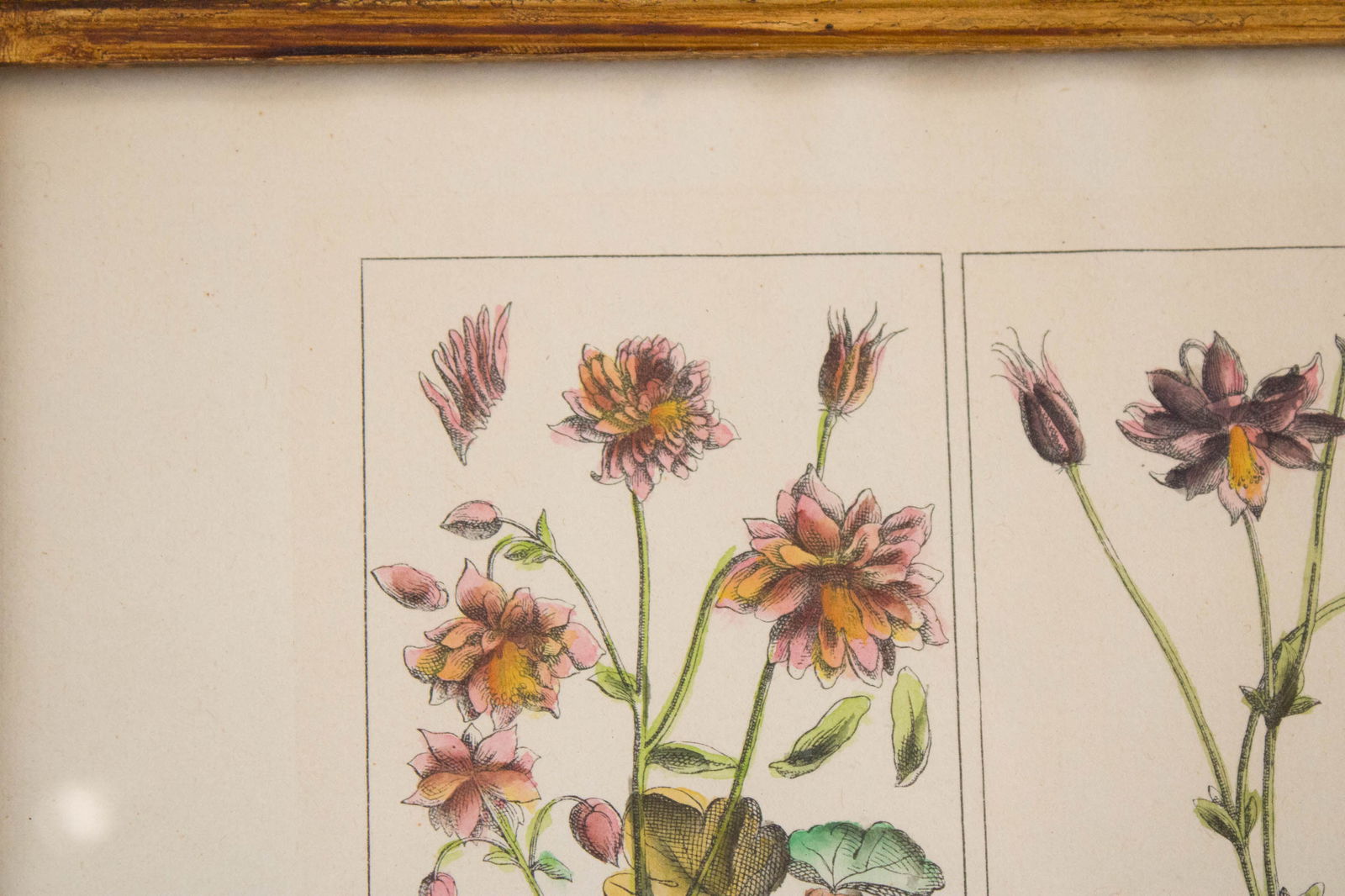 Five Botanical, Hand-Colored Engravings - 5