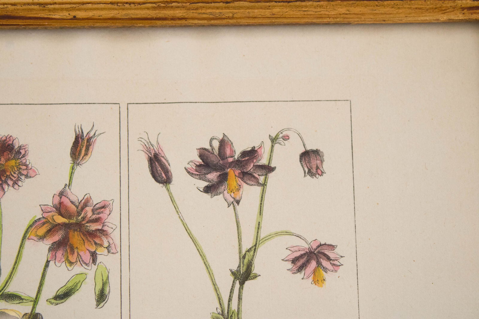 Five Botanical, Hand-Colored Engravings - 6