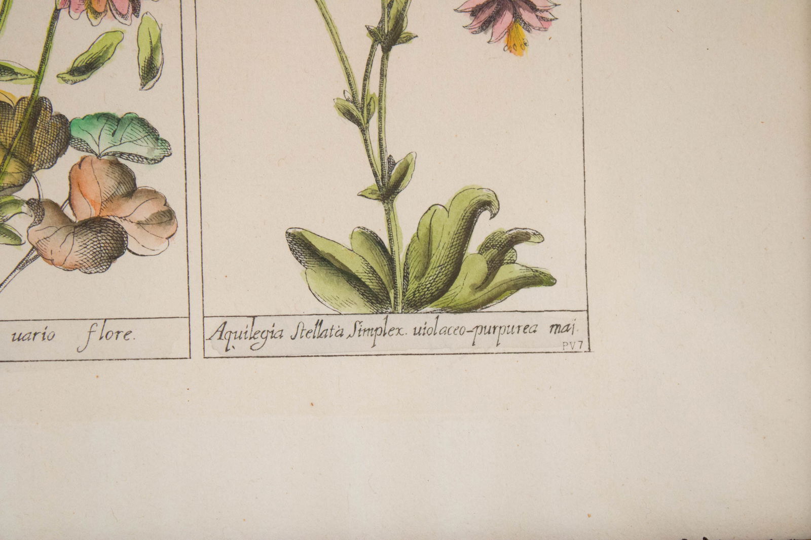 Five Botanical, Hand-Colored Engravings - 7
