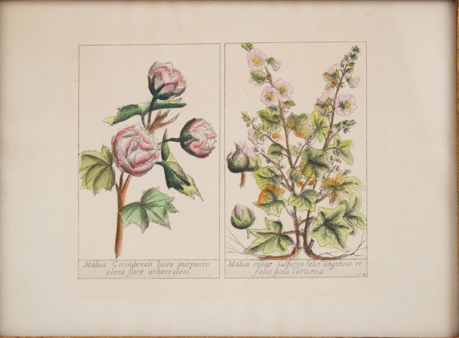 Five Botanical, Hand-Colored Engravings - 9