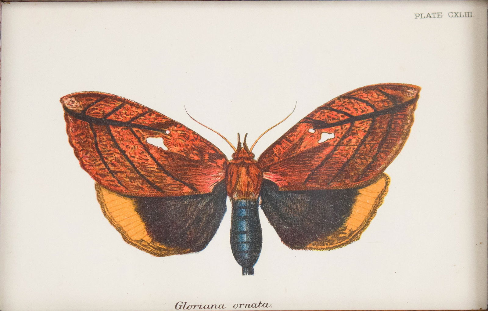 Six Moth, Prints - 11