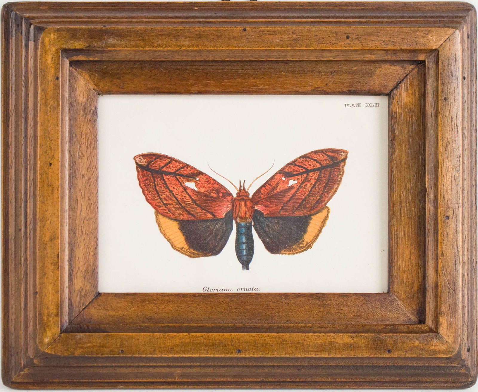 Six Moth, Prints - 12