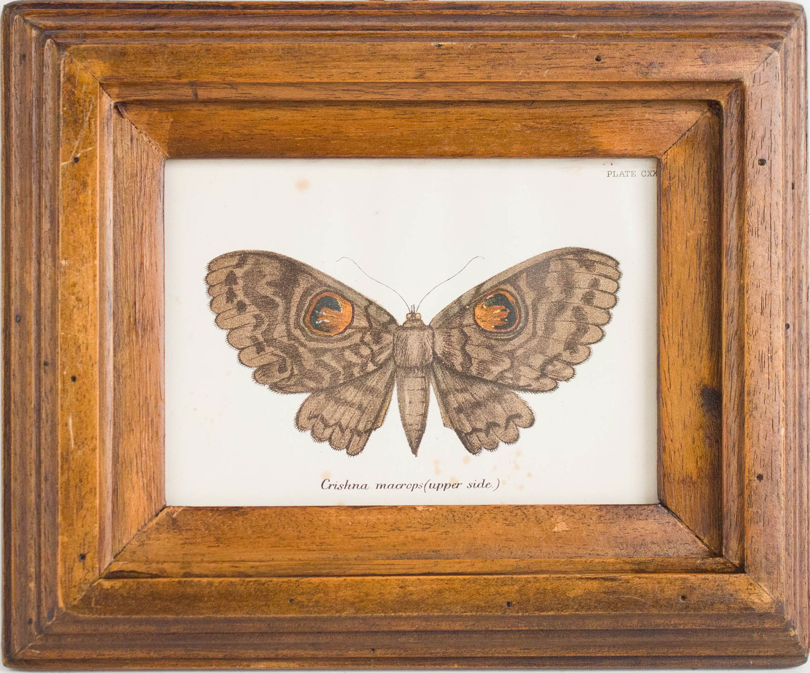 Six Moth, Prints - 15