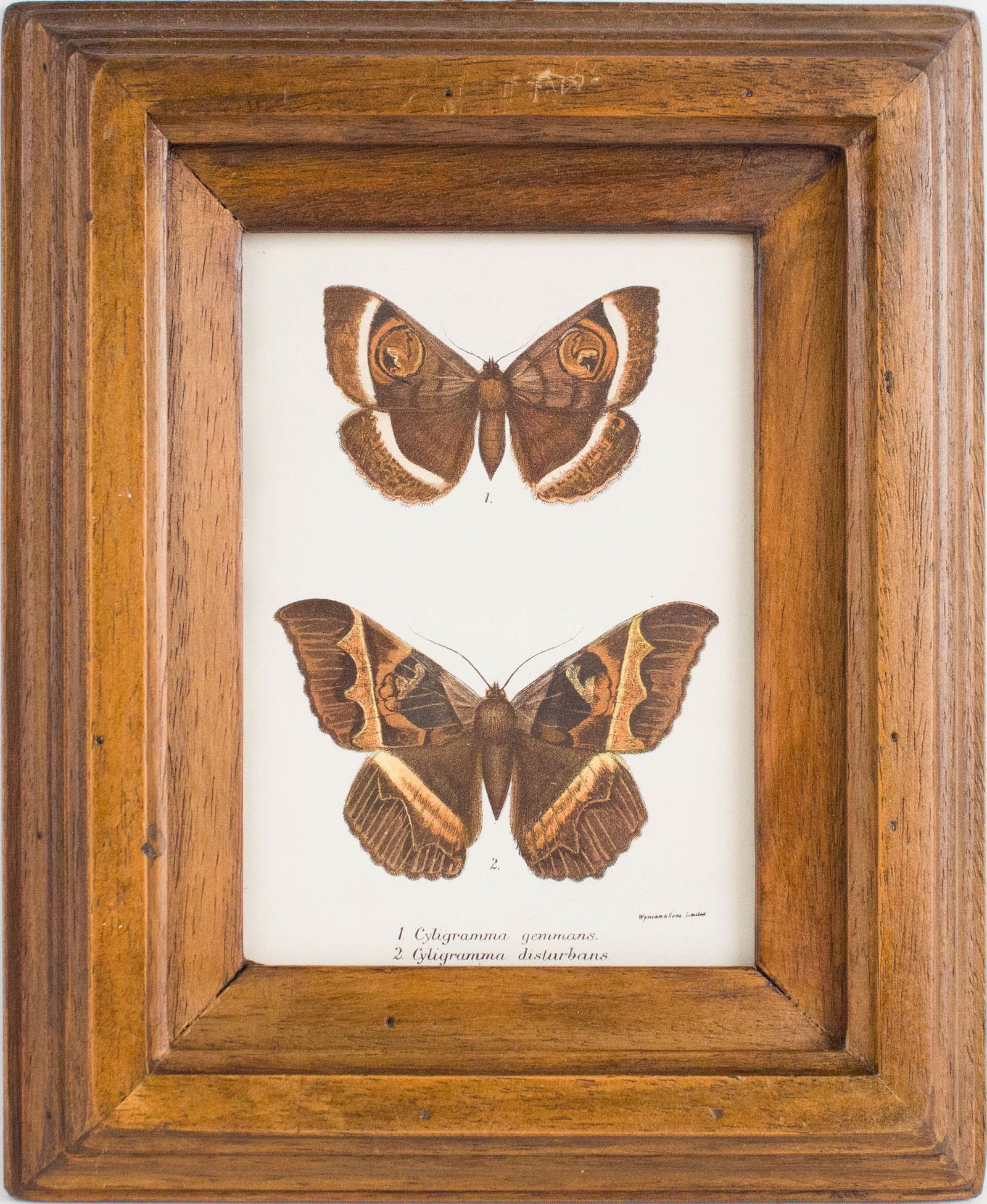 Six Moth, Prints - 18