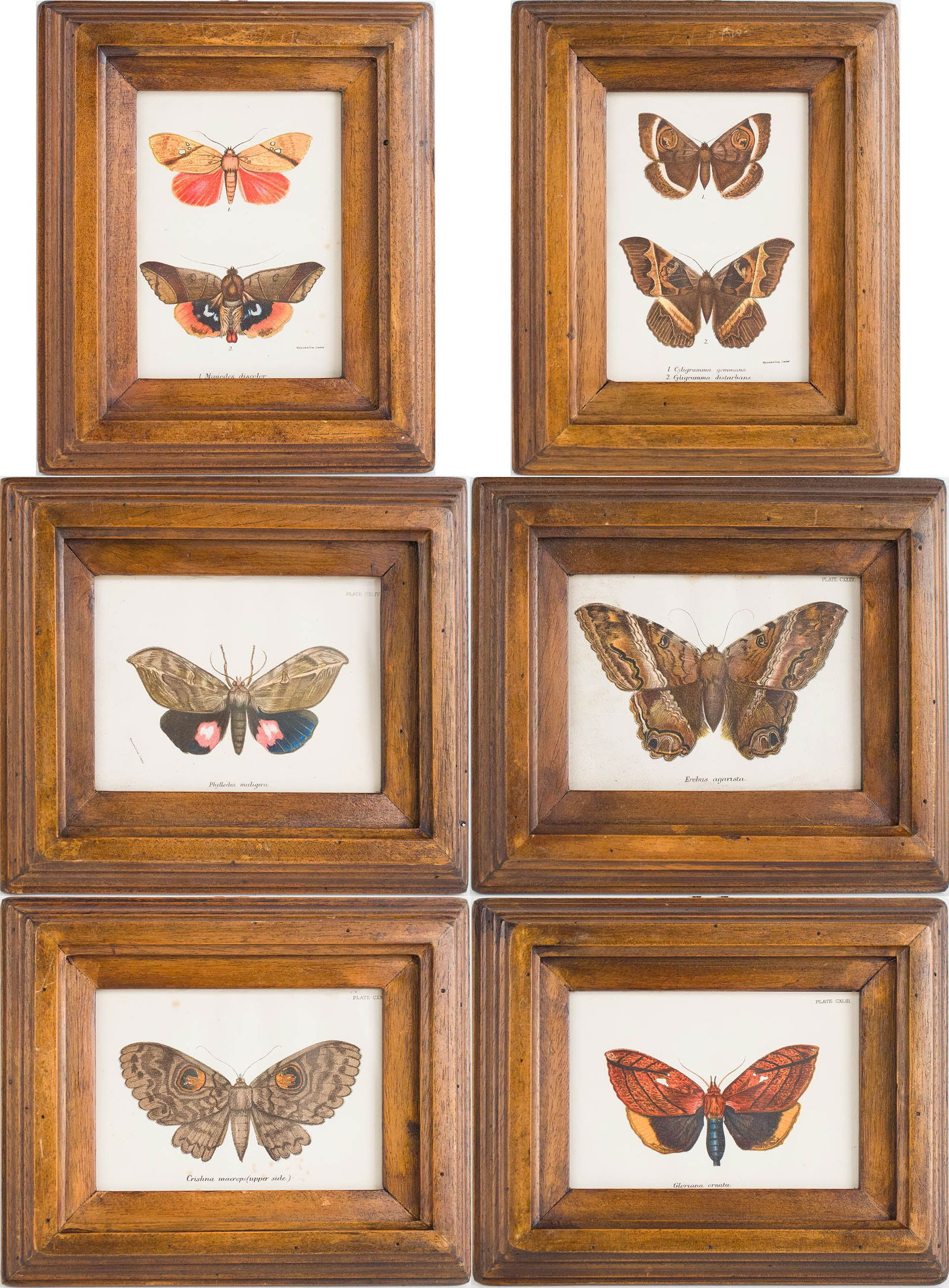Six Moth, Prints: Six Moth Prints 20th C. Some foxing. Sight: 6 3/8 x 4 3/8 in. (16.2 x 11.1 cm.), Frame: 10 1/2 x 8 1/2 in. (26.7 x 21.6 cm.)