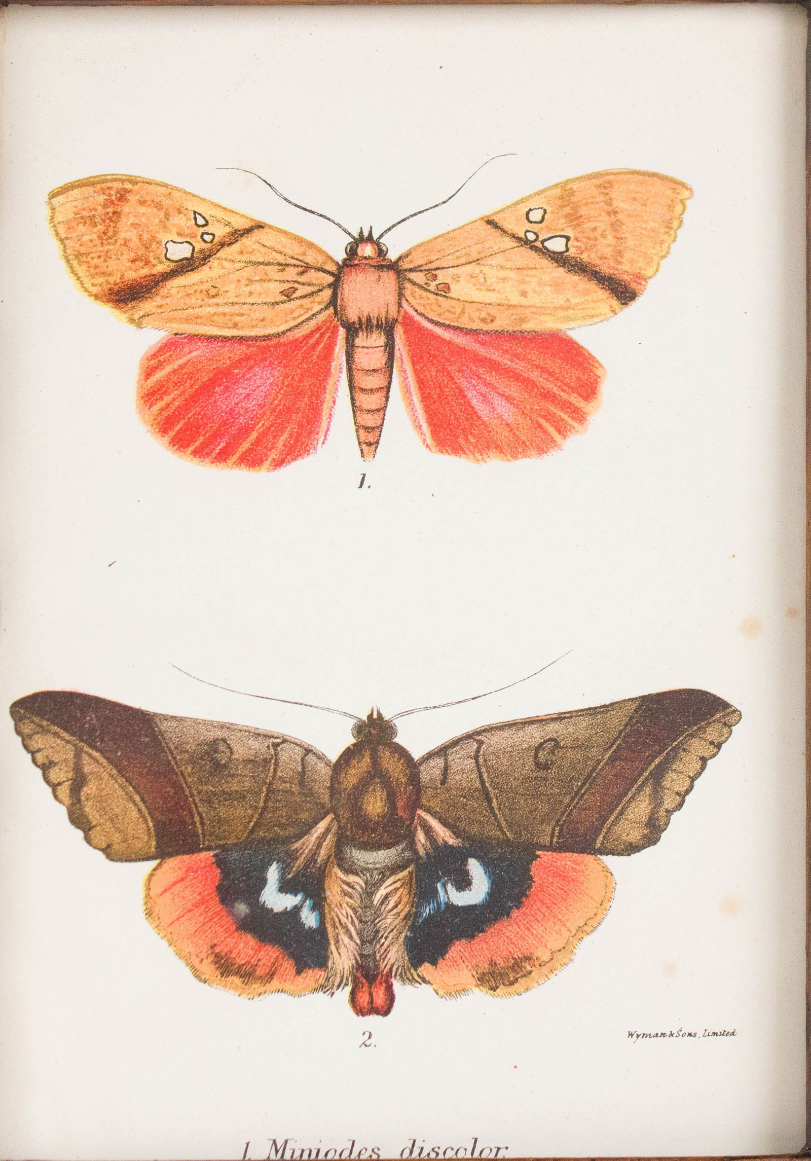 Six Moth, Prints - 2