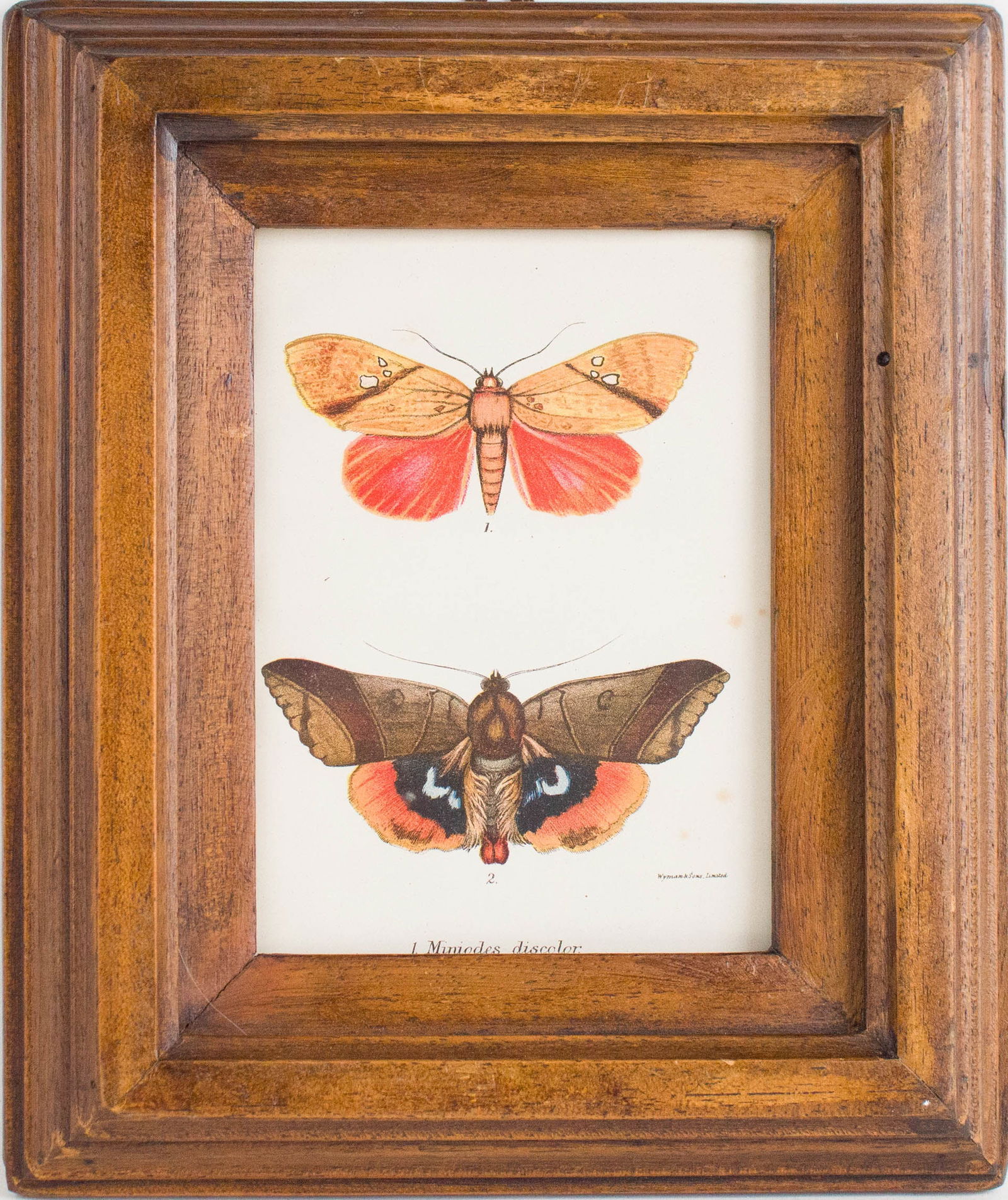 Six Moth, Prints - 3