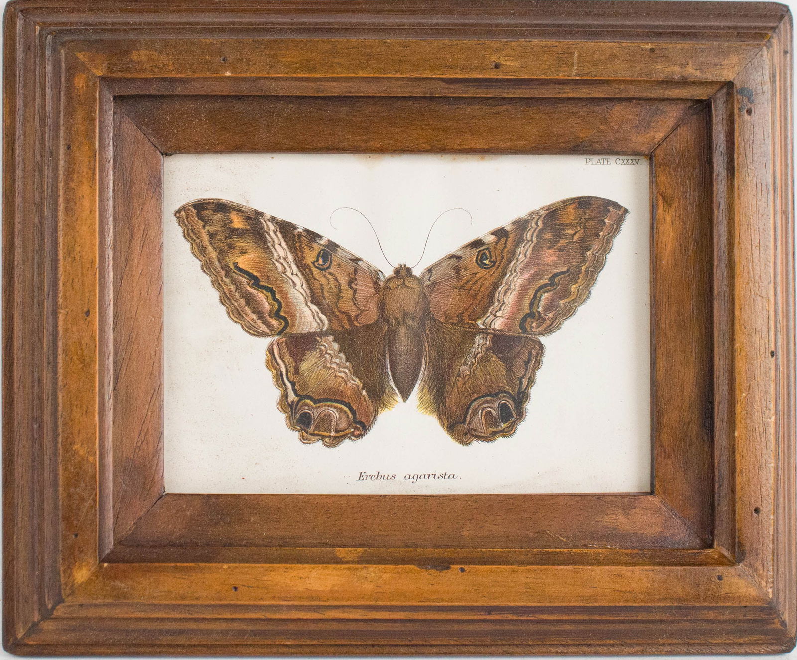 Six Moth, Prints - 6