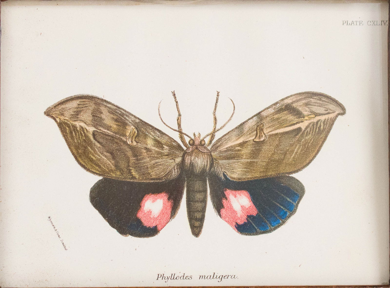 Six Moth, Prints - 8