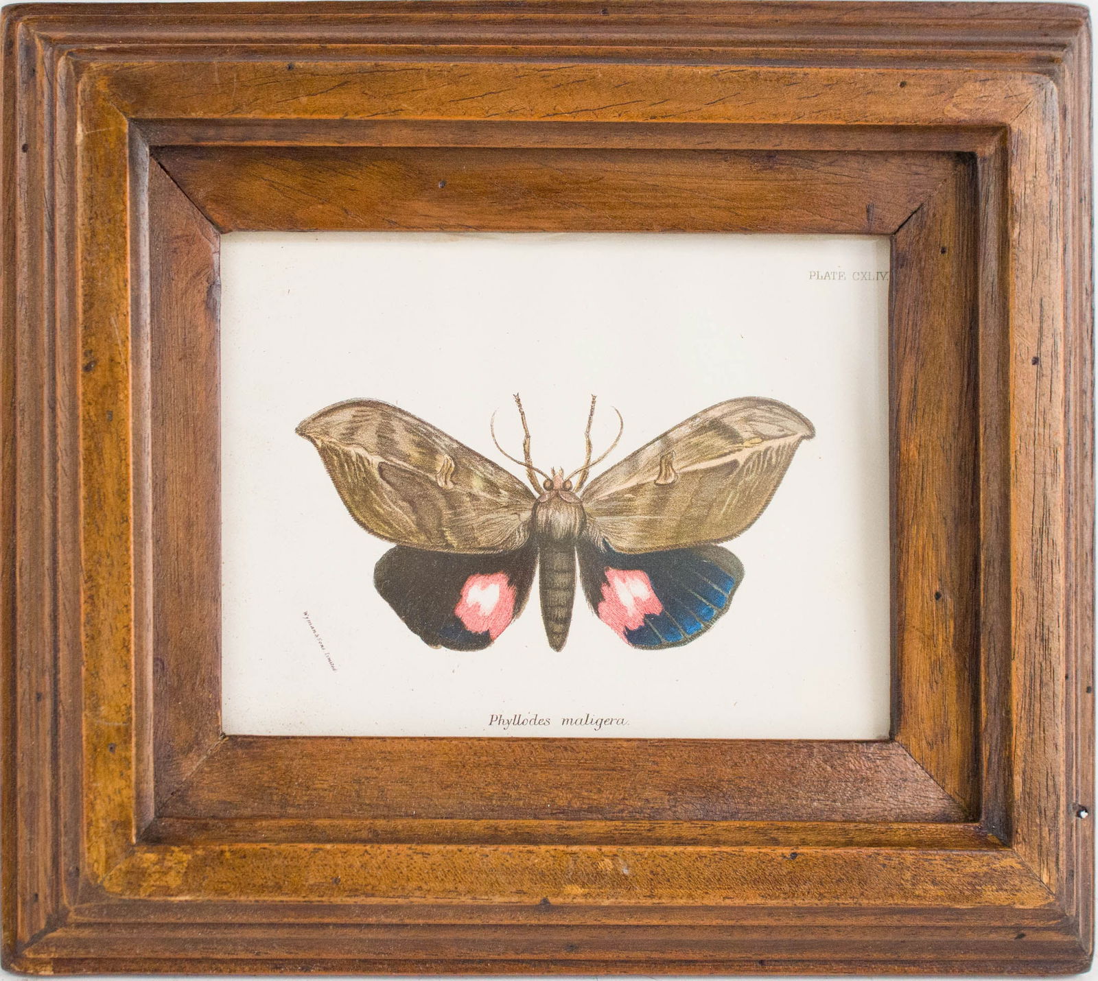 Six Moth, Prints - 9