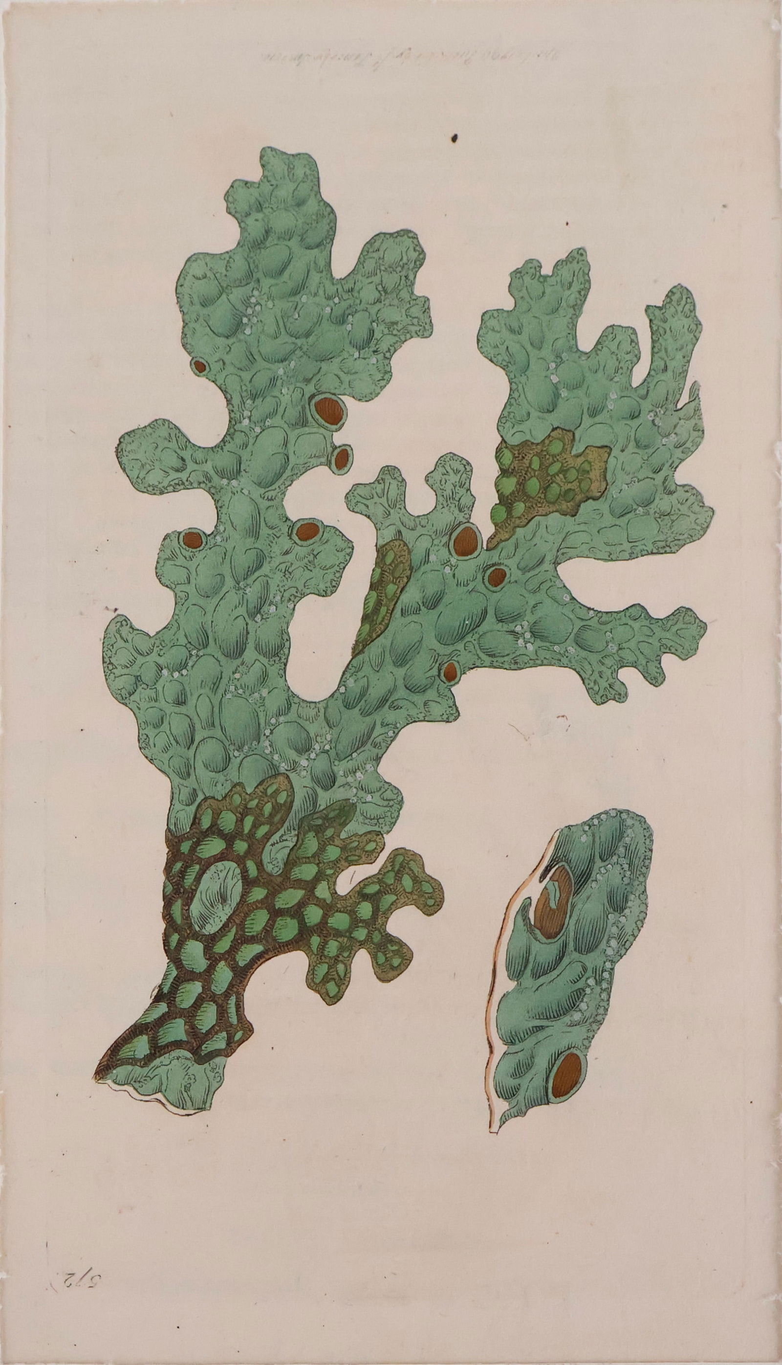 James (1756) Sowerby, 1756-1822, English Botany, Hand Colored Bookplates (1 of 12)