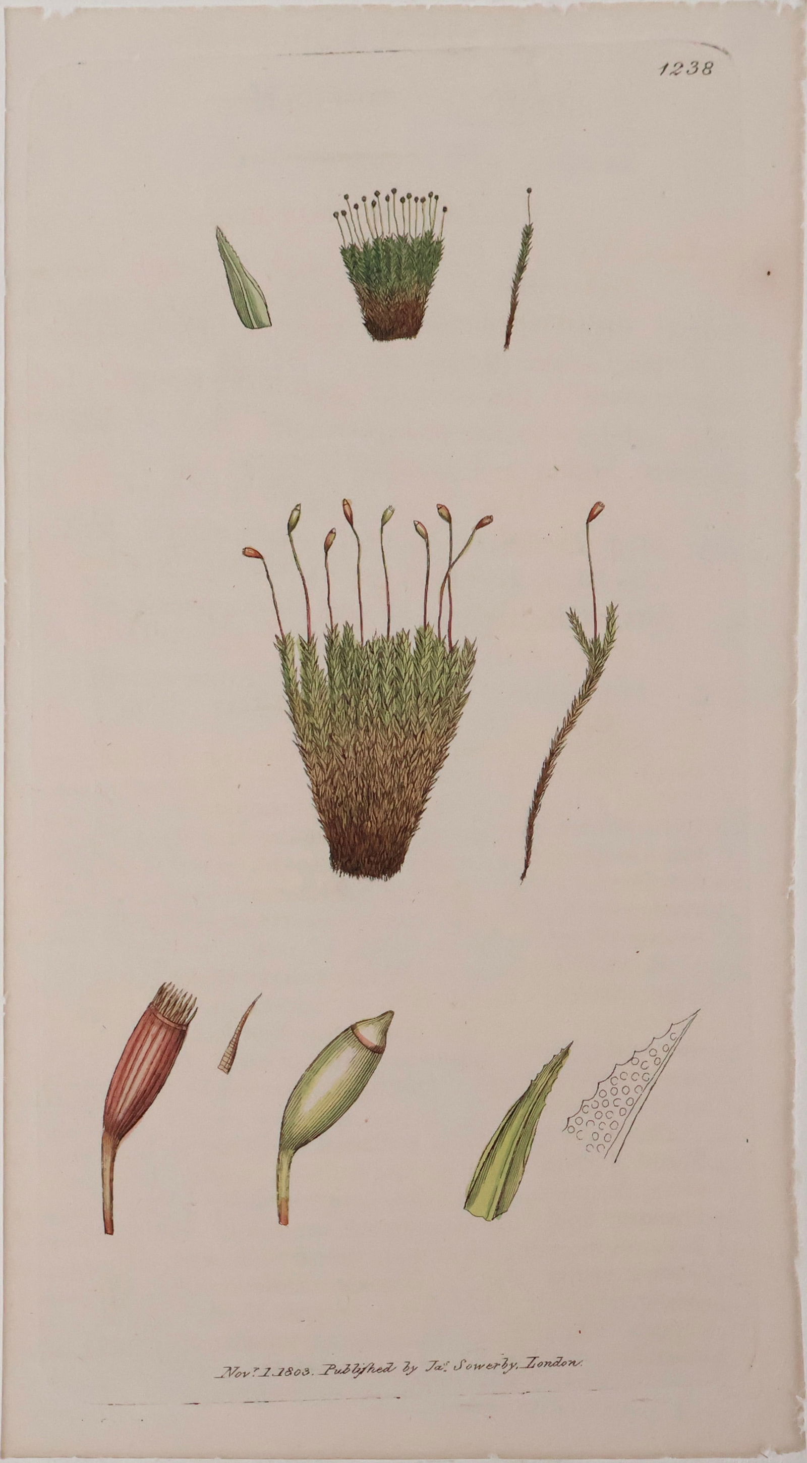 James (1756) Sowerby, 1756-1822, English Botany, Hand Colored Bookplates (1 of 12)