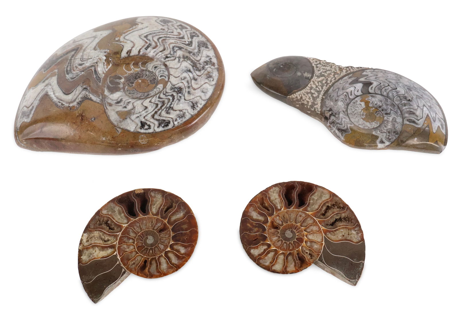 Four Polished Ammonite Fossils: Four Polished Ammonite Fossils Some wear. Largest: 2 1/2 x 10 1/2 x 8 1/4 in. (6.4 x 26.7 x 21 cm.)