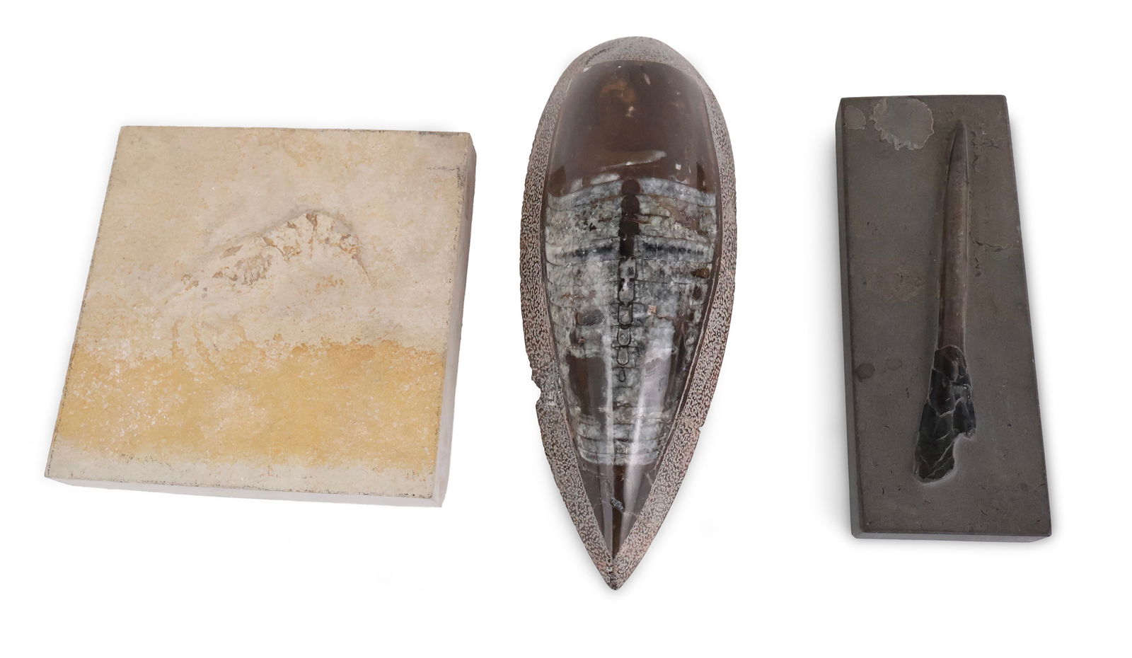 Polished Orthoceras Fossil: Polished Orthoceras Fossil Together with pyritzed fossil belemnite and a fossilized shrimp. 3 pieces Orthoceras: 2 1/2 x 10 1/2 x 4 in. (6.4 x 26.7 x 10.2 cm.)