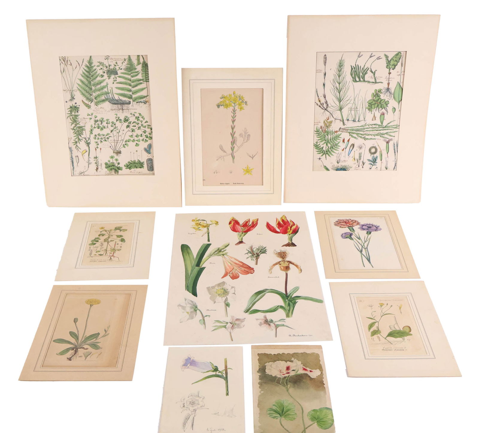 Group of Unframed Botanical, Hand Colored Engravings and Watercolors (1 of 16)