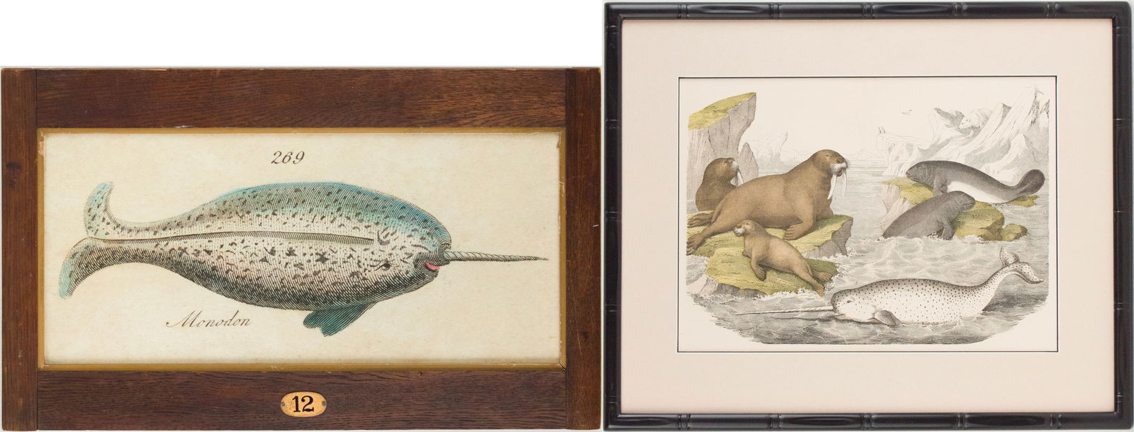 Narwhal and Arctic Mammals, Hand-Colored Print: Narwhal and Arctic Mammals Hand-Colored Print Late 19th c. Together with a hand colored print of a narwhal, 19th c. From 15 1/2 x 25 in. (39.4 x 63.5 cm.), to 16 1/2 x 20 in. (41.9 x 50.8 cm.)