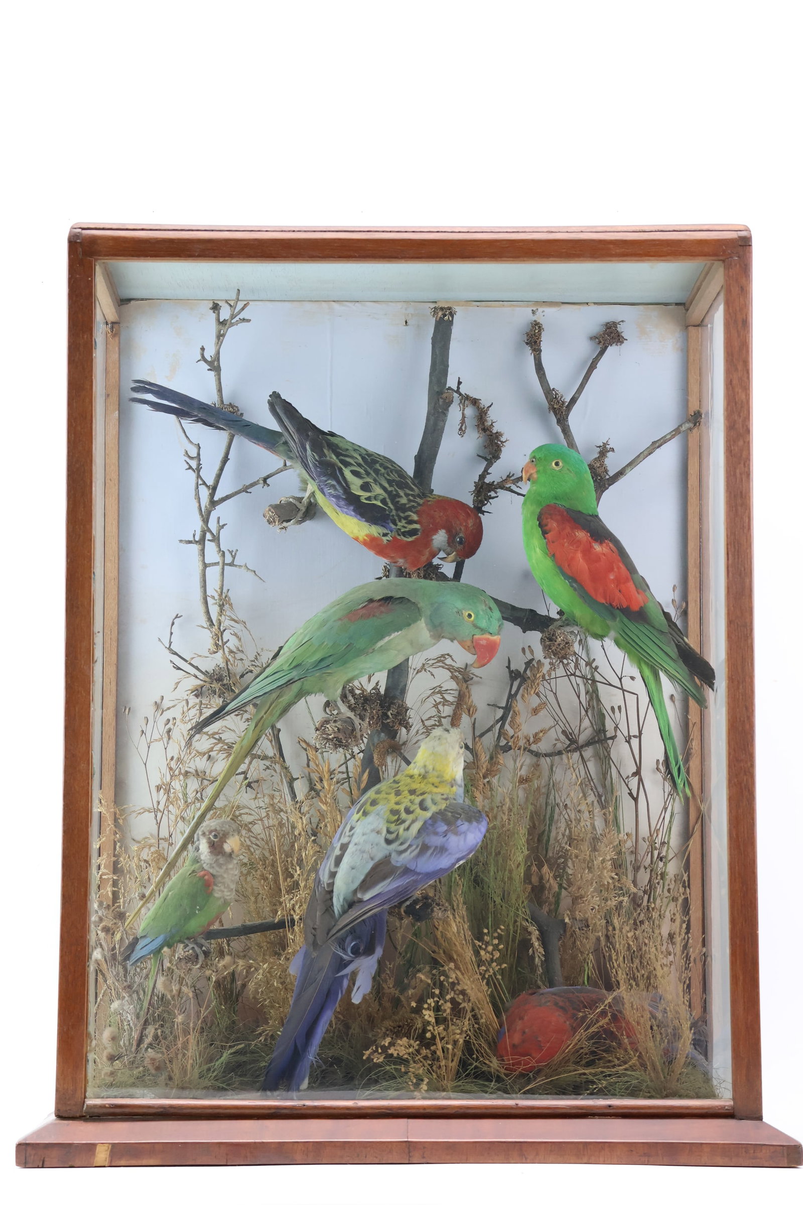 Vintage Taxidermy Parrot Diorama (1 of 10)