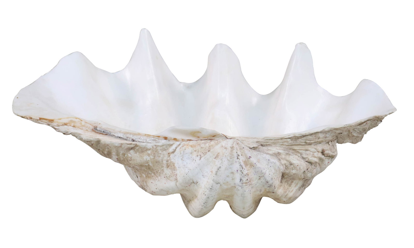 Natural Giant Clamshell (1 of 7)