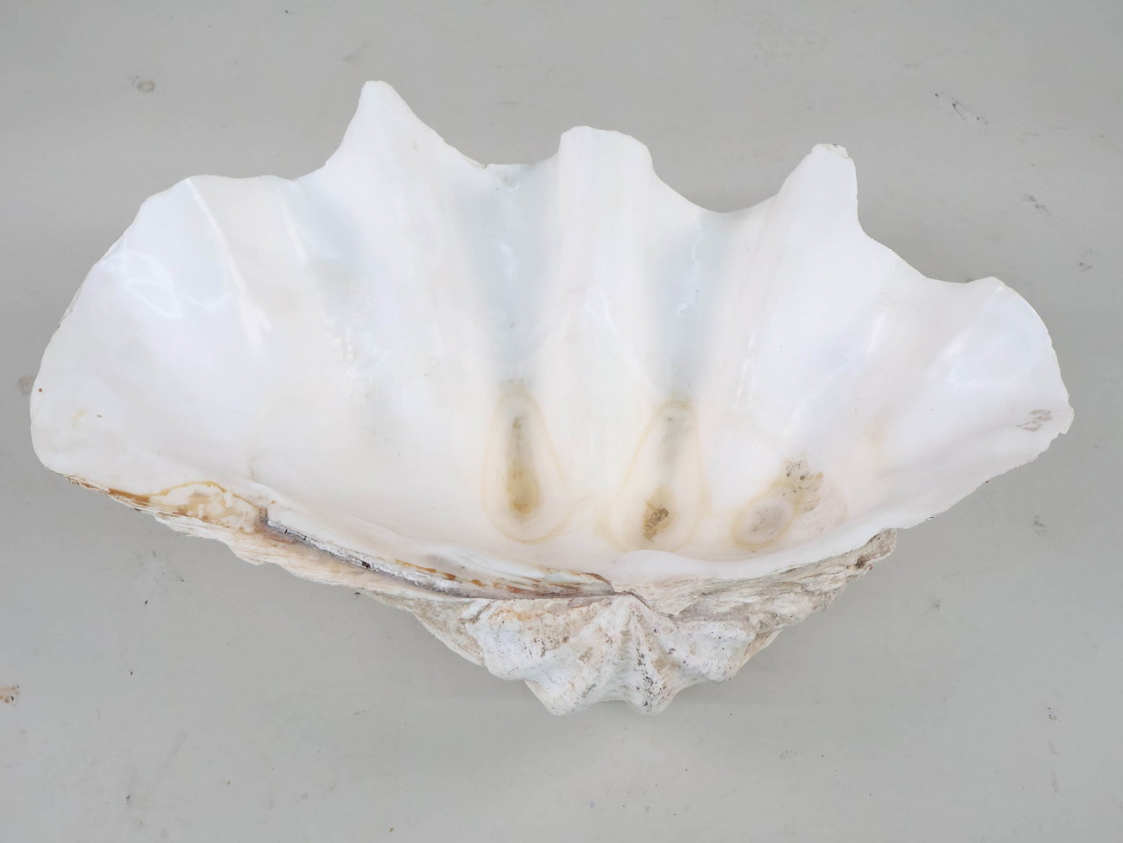 Natural Giant Clamshell - 2