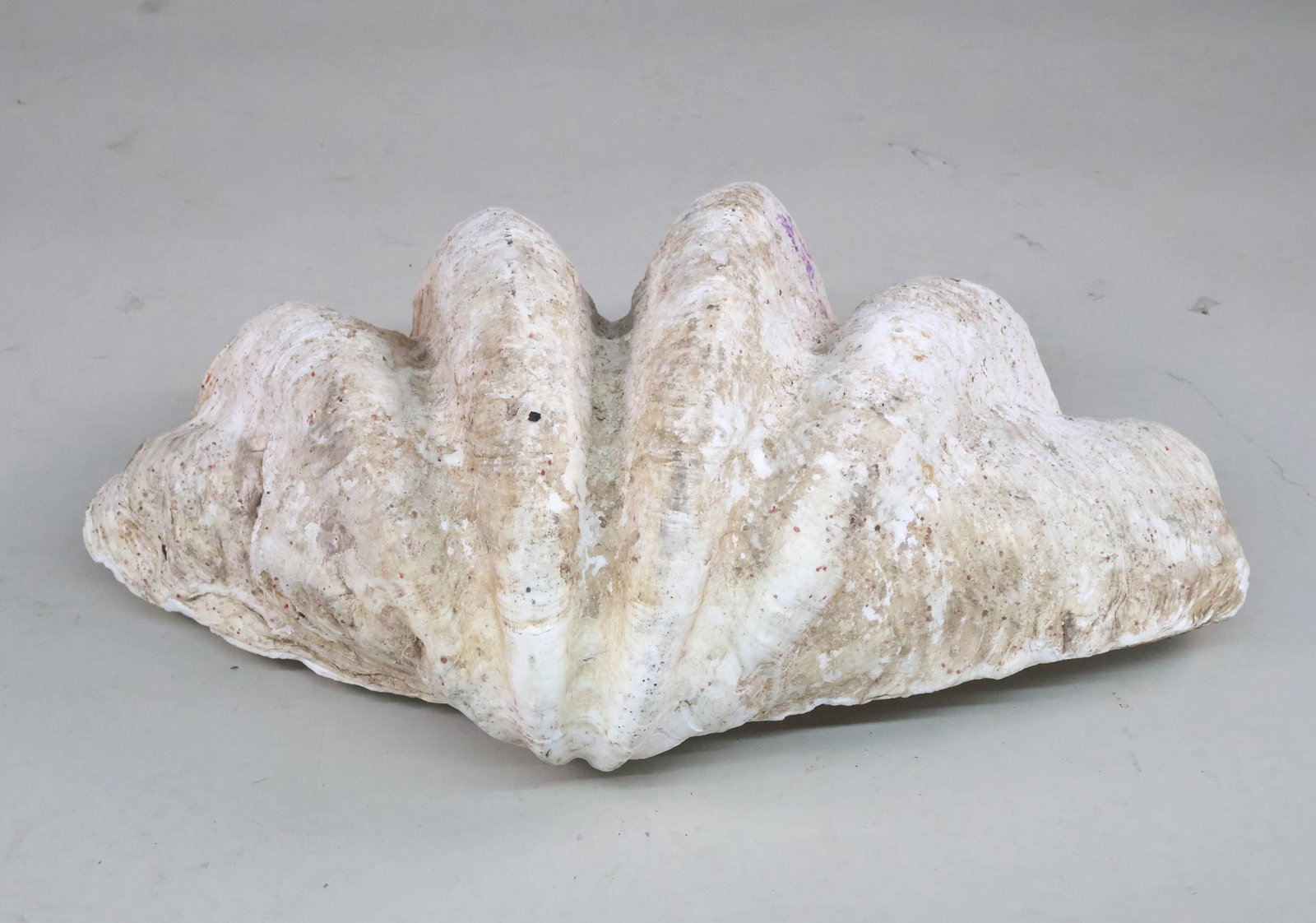 Natural Giant Clamshell - 4