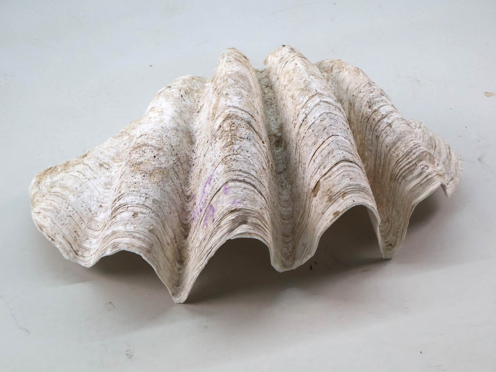 Natural Giant Clamshell - 7