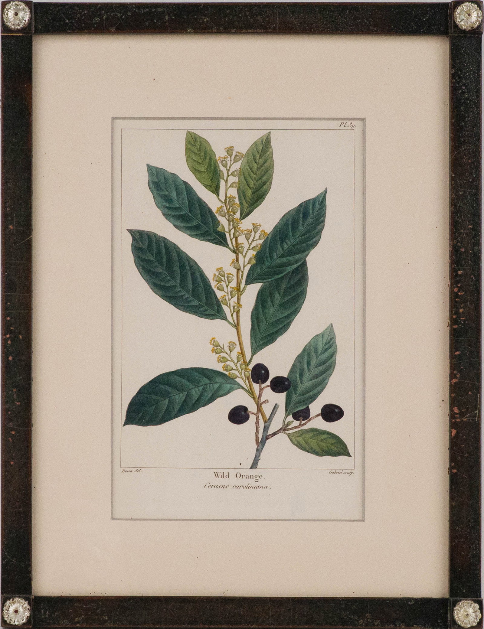 Eight Botanical, Engravings - 4
