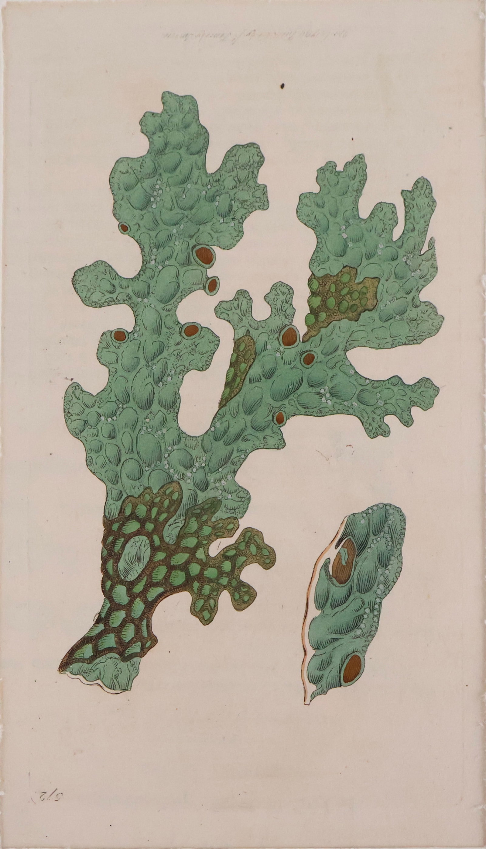 James (1756) Sowerby, 1756-1822, English Botany, Hand Colored Bookplates (1 of 12)