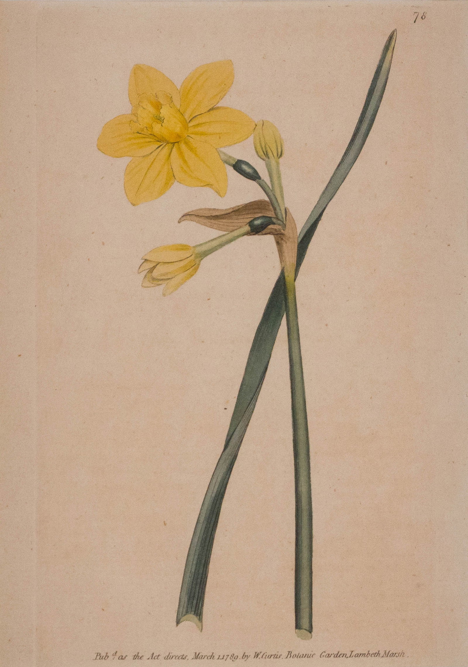 Four Botanical, Hand-Colored Engravings - 11