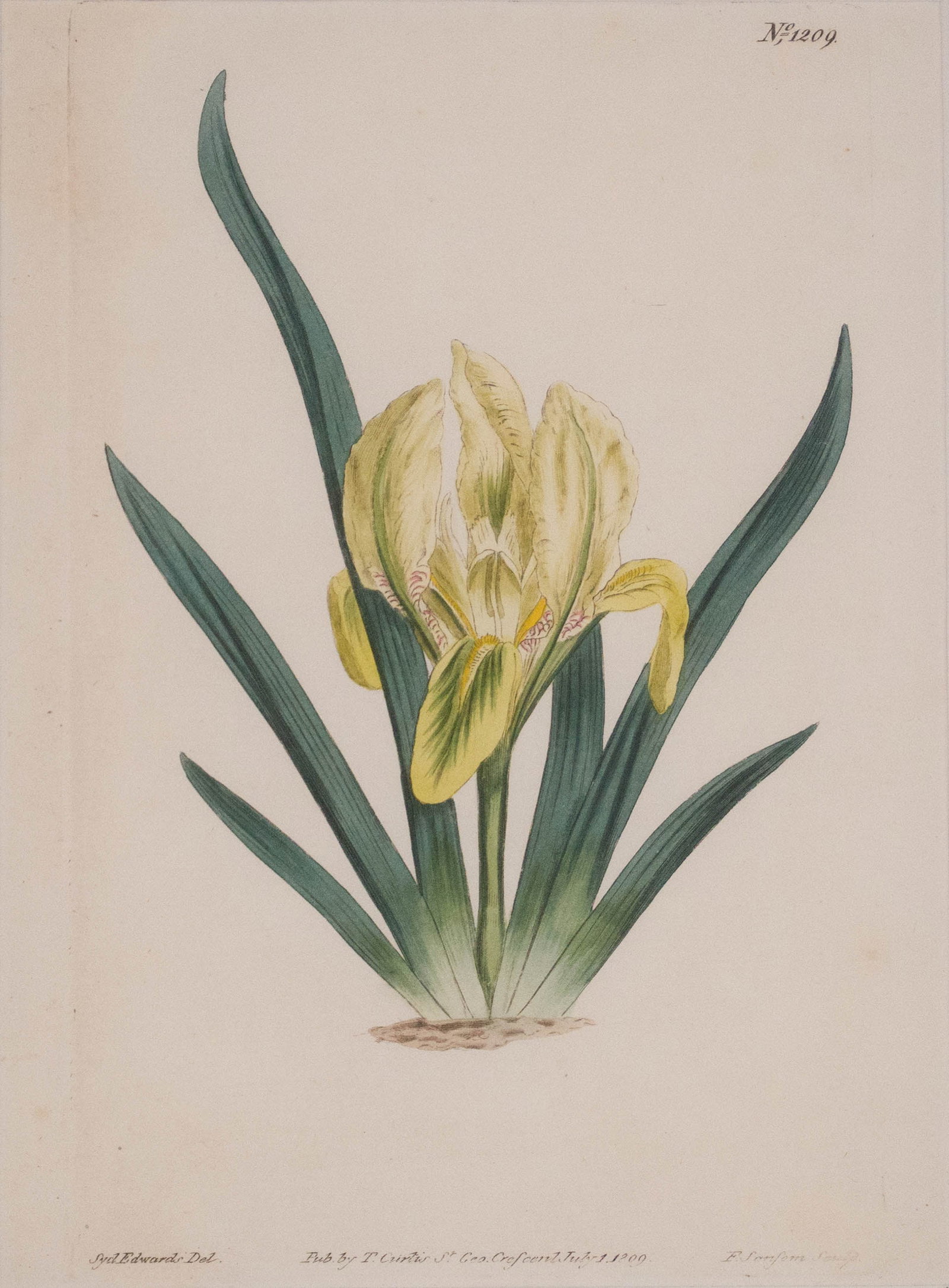 Four Botanical, Hand-Colored Engravings - 2