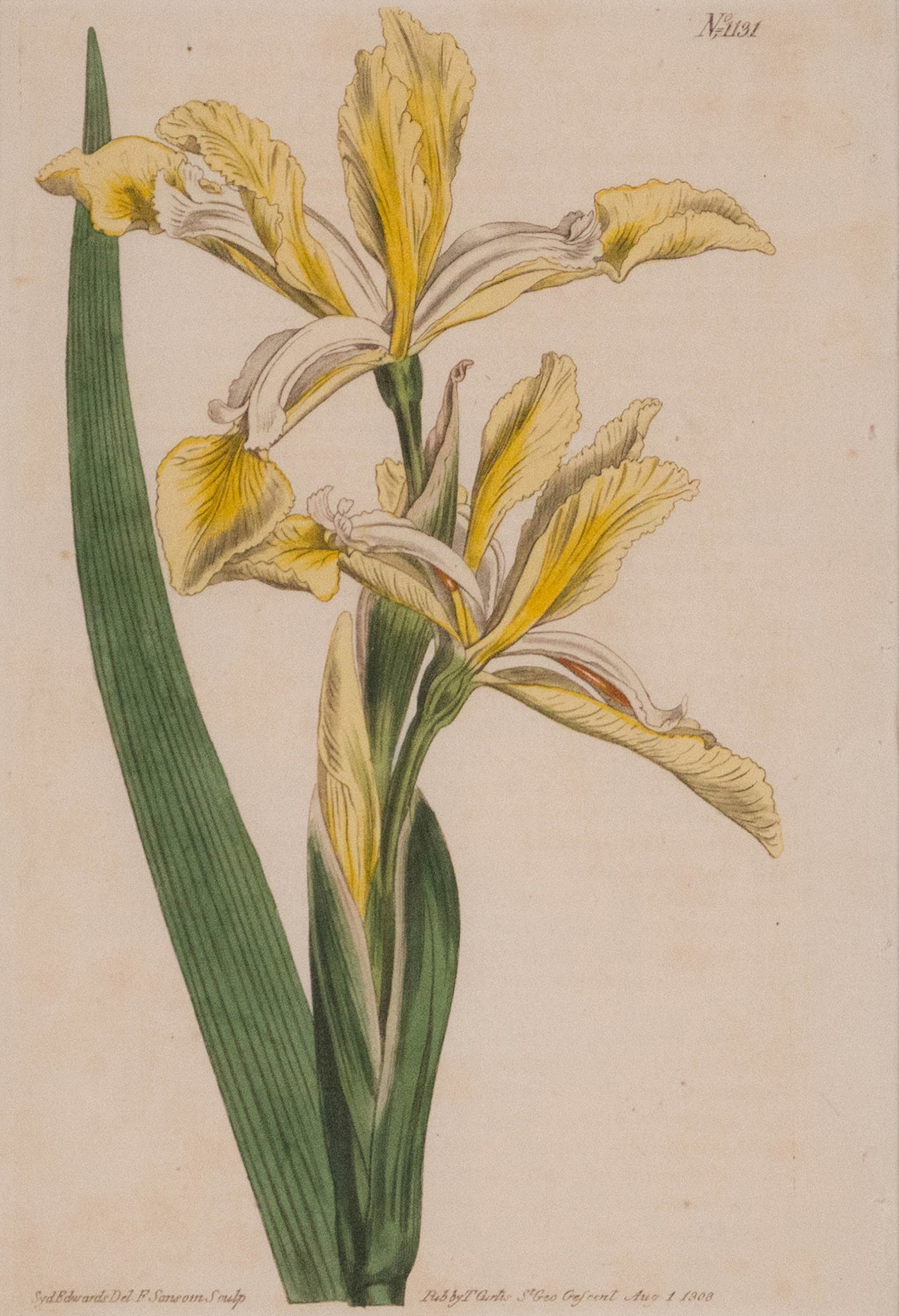 Four Botanical, Hand-Colored Engravings - 8